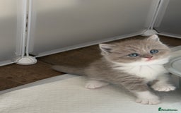 British Shorthair cats for sale: British Short Hair/ British Longhair 🐾 in Manchester - Image 2