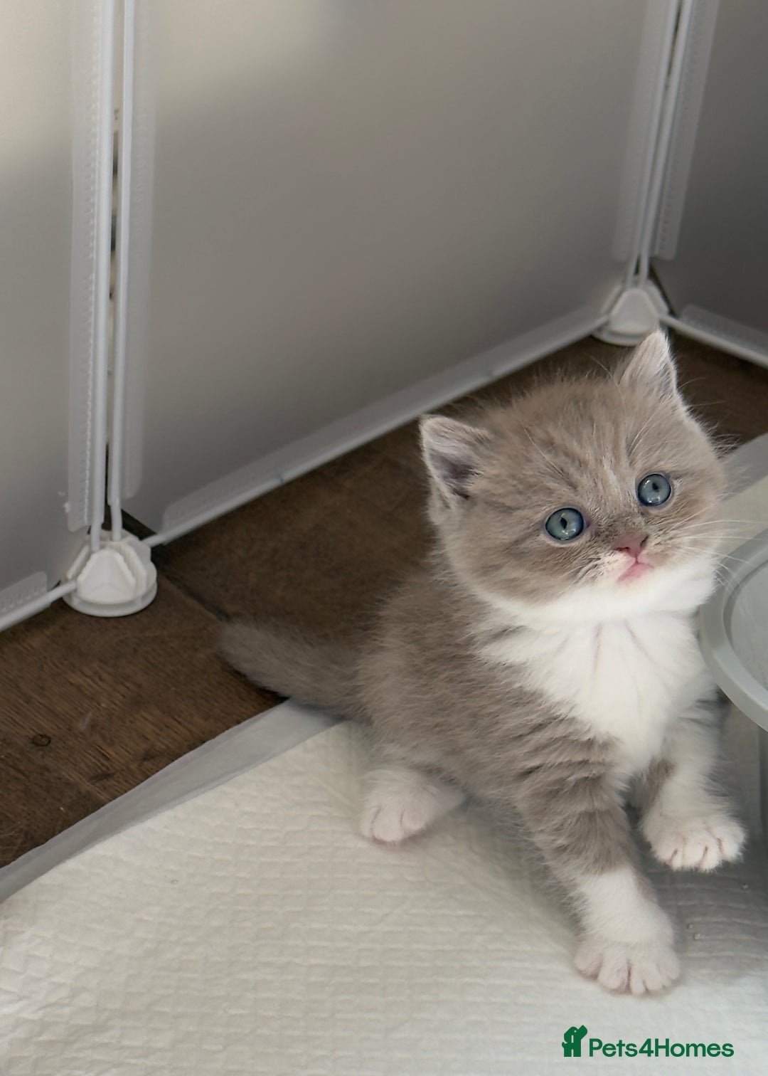 British Shorthair cats for sale: British Short Hair/ British Longhair 🐾 in Manchester - Image 2