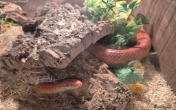 Corn Snake reptiles for sale: Corn snake and setup - Image 1