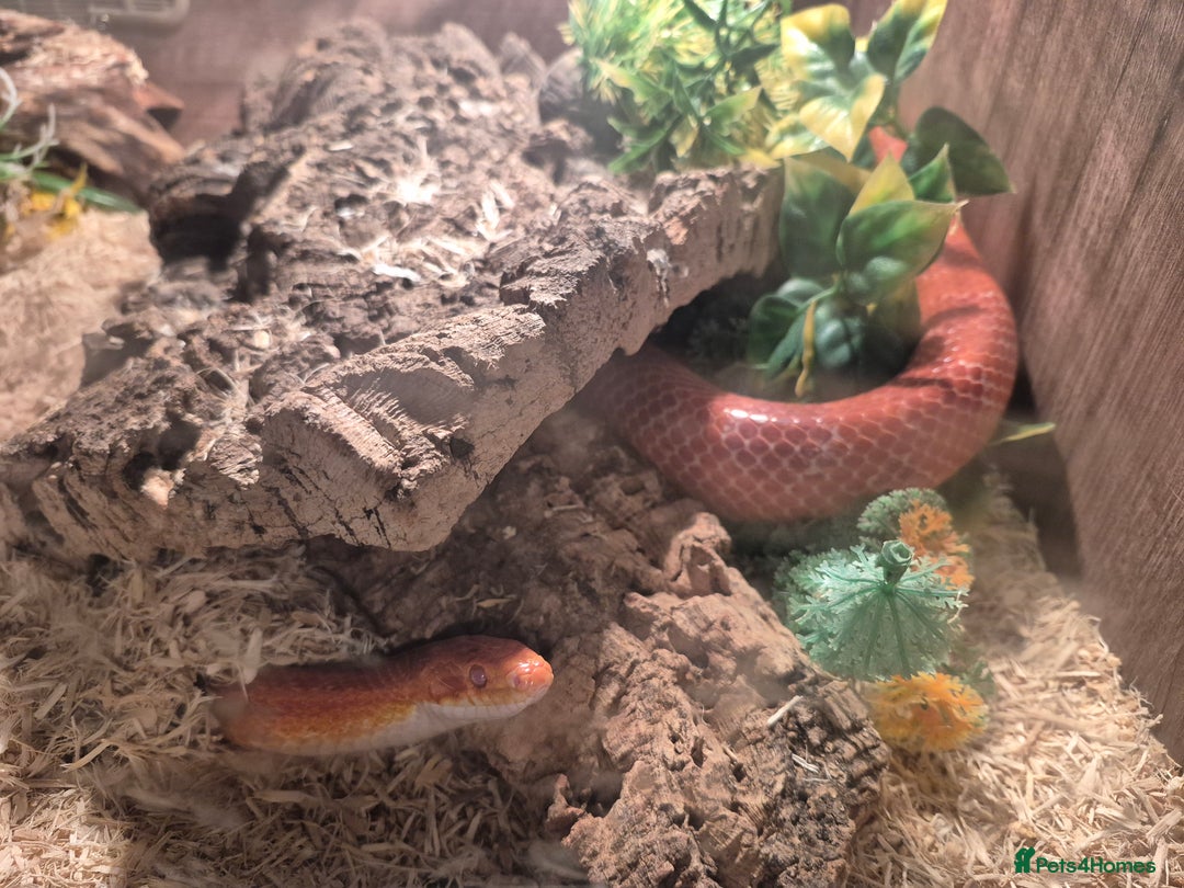 Corn Snake reptiles for sale: Corn snake and setup - Image 1