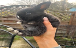 Mini Lop rabbits for sale: Baby Mini Lop Bunnies for Sale - Advert 7