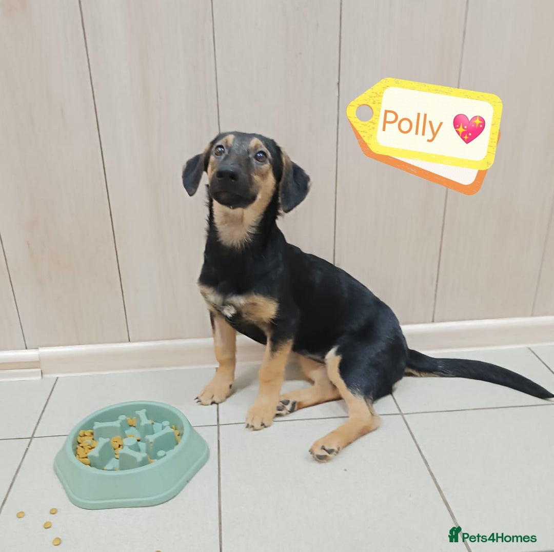 Mixed Breed dogs for adoption: 💖🐶 POLLY 🐶💖 - Image 1