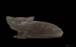 Mixed Breed cats for sale: kittens for sale  in Blackburn - Image 5