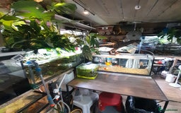 Gecko reptiles for sale: Geckos Fish Frogs full setups - Image 7