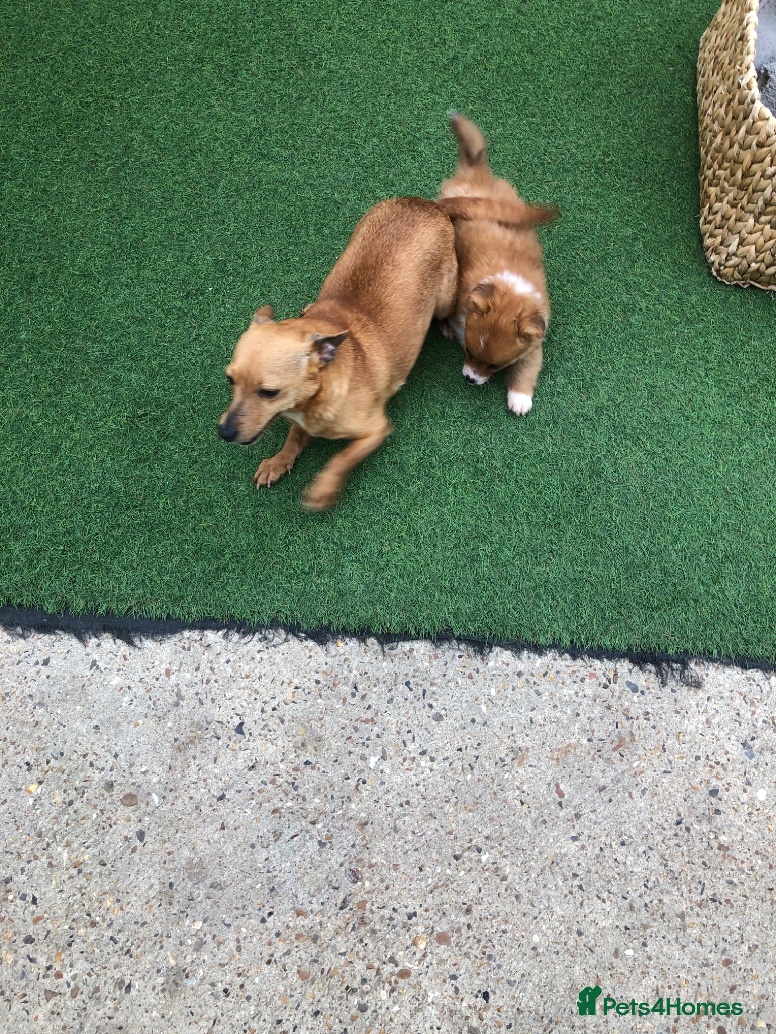 Pomchi dogs Pomchi puppies  - Advert 4