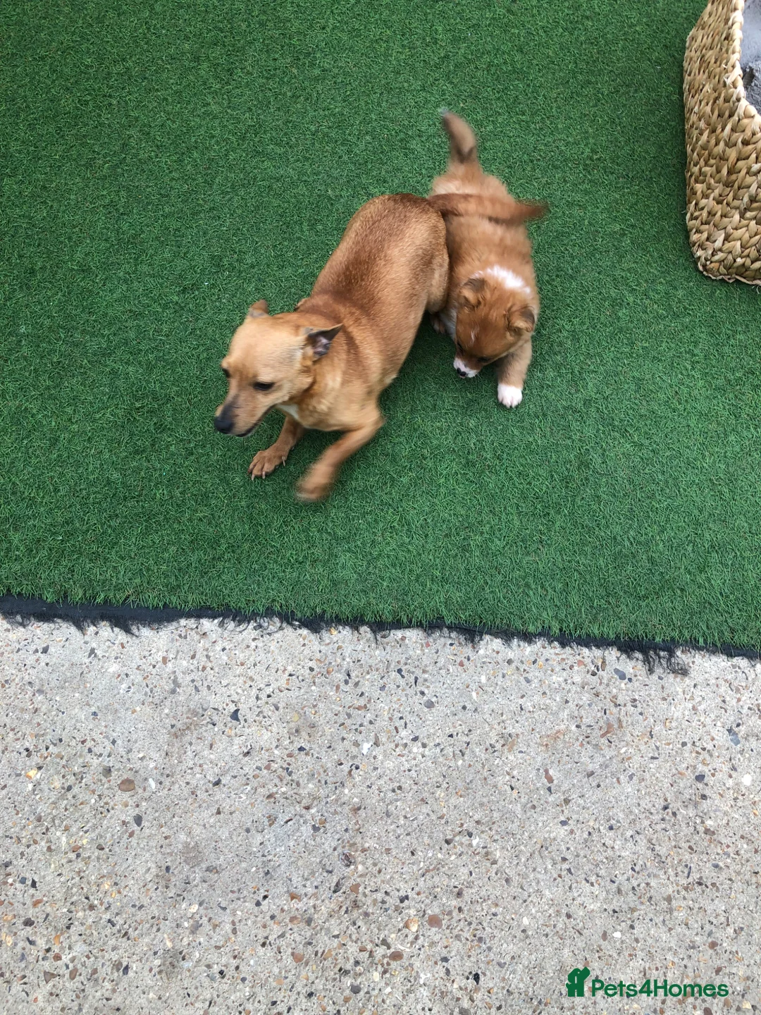 Pomchi dogs for sale: Pomchi puppies  - Advert 1