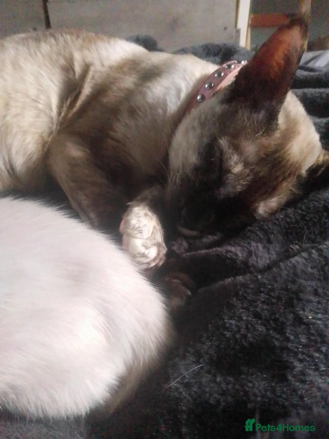 Siamese cats for sale: Siamese cats - Advert 8