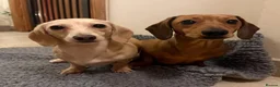 Miniature Dachshund dogs for sale: Stunning Red & Fawn Miniature Dachshund Puppies - Advert 5