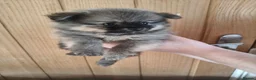 Pomeranian dogs for sale: Teddy Bear Pomeranians Eye Catching 🧸🧸🧸 - Advert 10