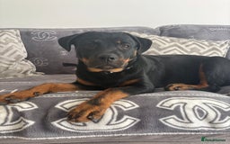 Rottweiler dogs for sale: Zora the Rotty - Image 2