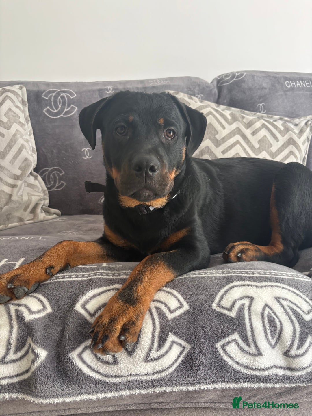 Rottweiler dogs for sale: Zora the Rotty - Image 2