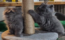 British Longhair cats for sale: Gorgeous Blue British longhair kittens - Image 19
