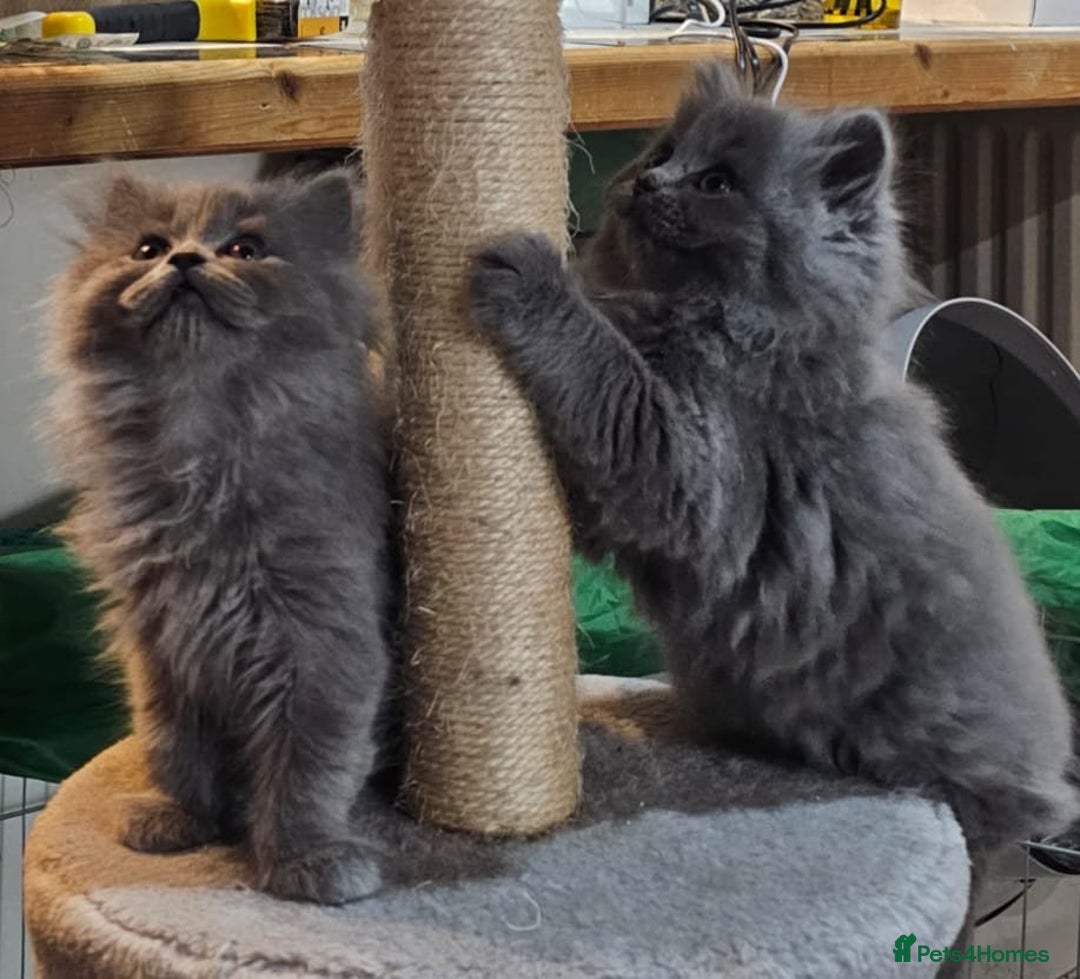 British Longhair cats for sale: Gorgeous Blue British longhair kittens - Image 19