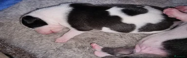 Black and white with black brindle 
