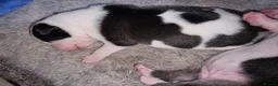 Mixed Breed dogs for sale: Beautiful Staffordshire cross puppies  in Stoke-on-Trent - Advert 11