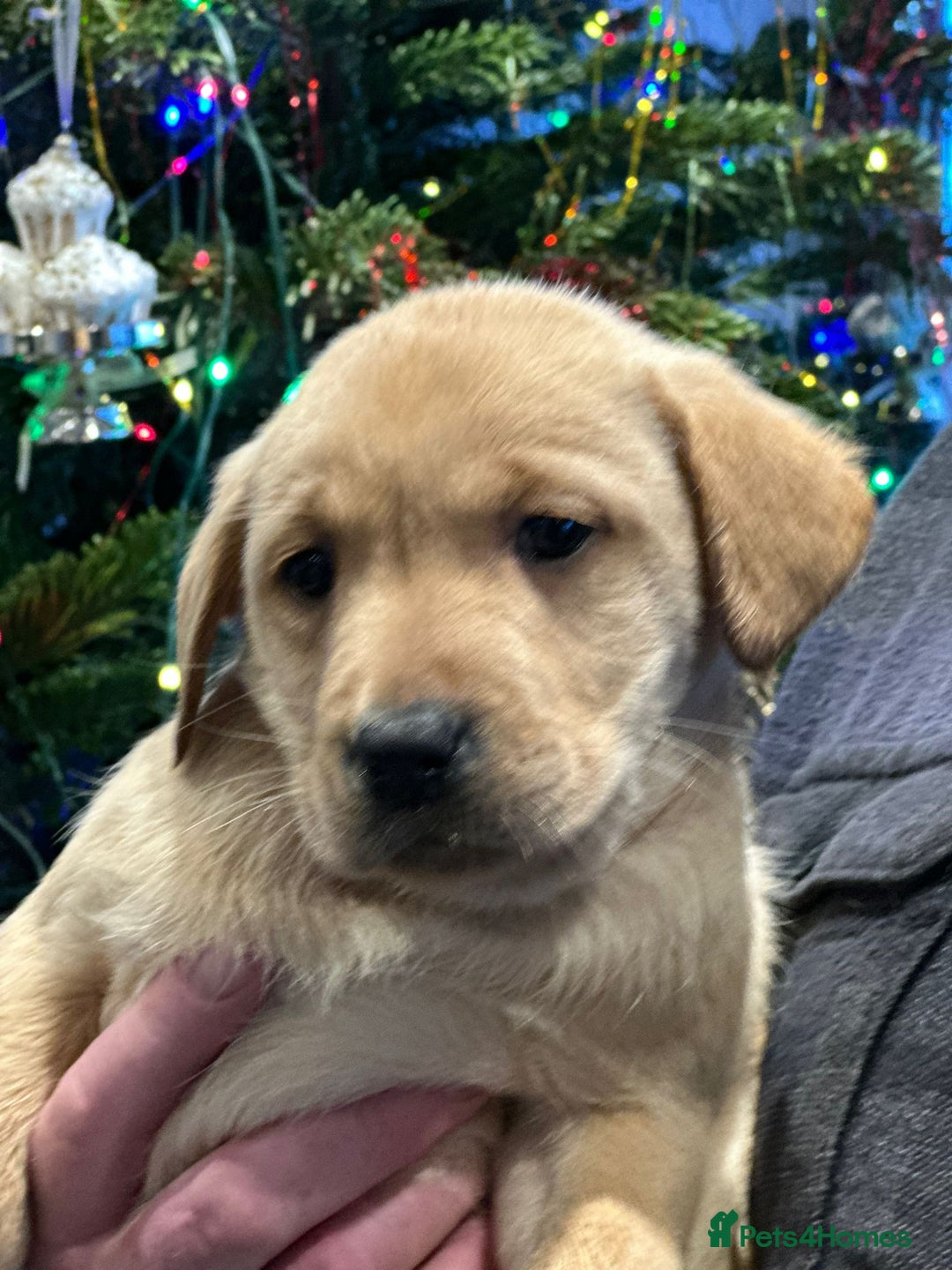 Labrador Retriever dogs for sale: 7 week old fantastic labrador pups  - Advert 14