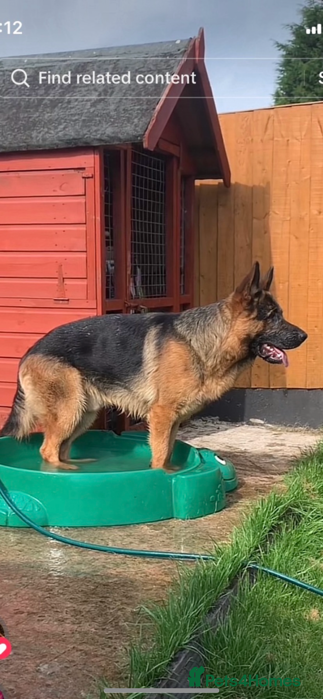 German Shepherd dogs for stud: Kc reg PROVEN Champion bloodline male for stud  in Oldham - Image 2