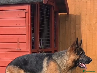 German Shepherd dogs Kc reg PROVEN Champion bloodline male for stud in Oldham - Advert 6