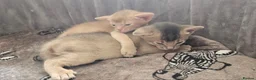 Abyssinian cats for sale: Beautiful Abyssinian Kittens  - Advert 12