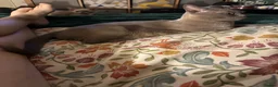 Burmese cats for sale: Gorgeous Playful Loving Burmese Kittens  - Advert 18