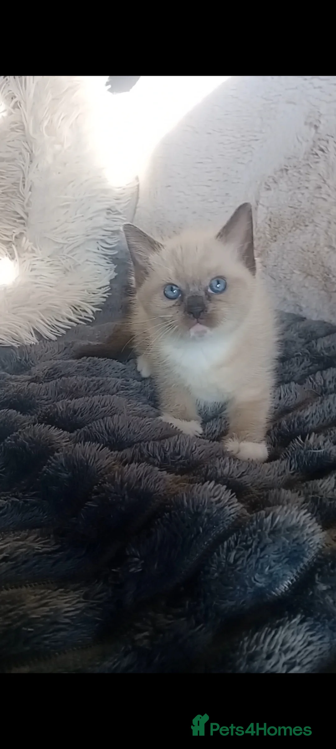 Mixed Breed cats for sale: Half Ragdoll kittens in Telford - Advert 13
