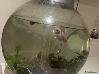 Goldfish fish Fish tank and 2 goldfish and platty - Advert 5