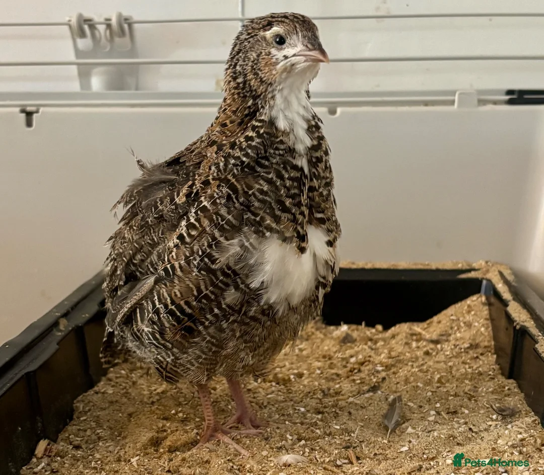 Quail poultry for sale: Young Male Coturnix Quail Birds - 2 Available - Advert 9