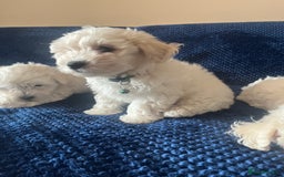 Bichon Frise dogs for sale: 4 adorable bichon puppy’s  - Image 18