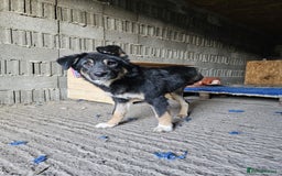 Mixed Breed dogs for adoption: A poor, gentle 3 legged boy needs a Loving Home - Image 8
