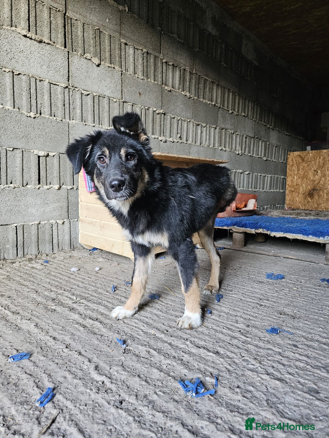 Mixed Breed dogs for adoption: A poor, gentle 3 legged boy needs a Loving Home - Image 8