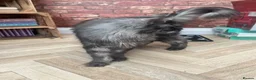 Maine Coon cats for sale: Black Smoke female Maine coon in Wellingborough - Advert 2