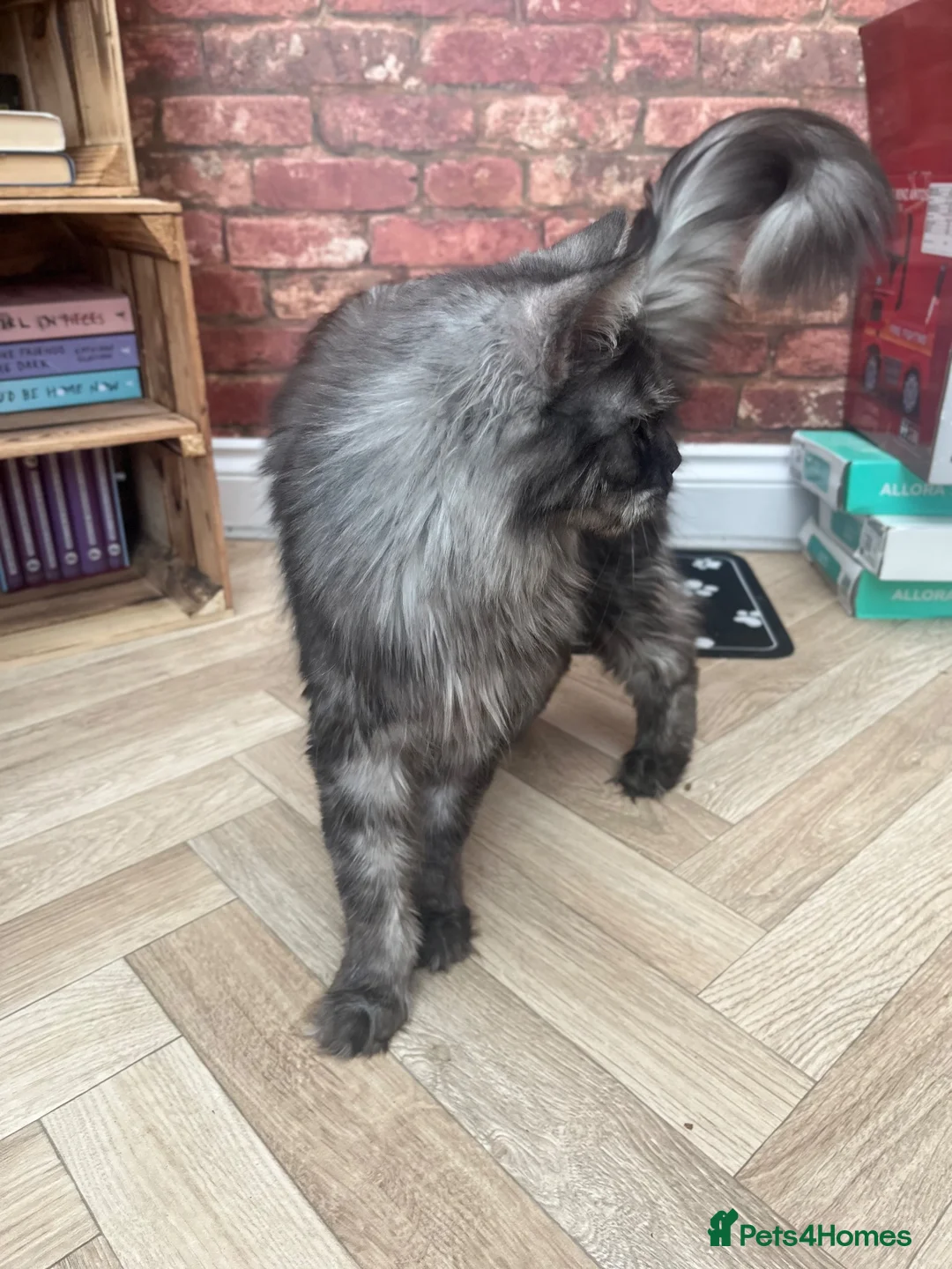 Maine Coon cats for sale: Black Smoke female Maine coon in Wellingborough - Advert 2