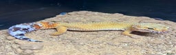 Leopard Gecko reptiles for sale: Setup + Super Hypo Carrot Tail Baldy Leopard Gecko - Advert 8