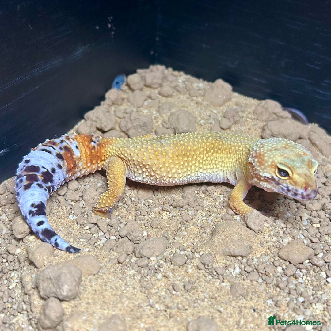 Leopard Gecko reptiles for sale: Setup + Super Hypo Carrot Tail Baldy Leopard Gecko - Advert 8