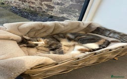 Mixed Breed cats for sale: Beautiful bundles of fun - Image 7