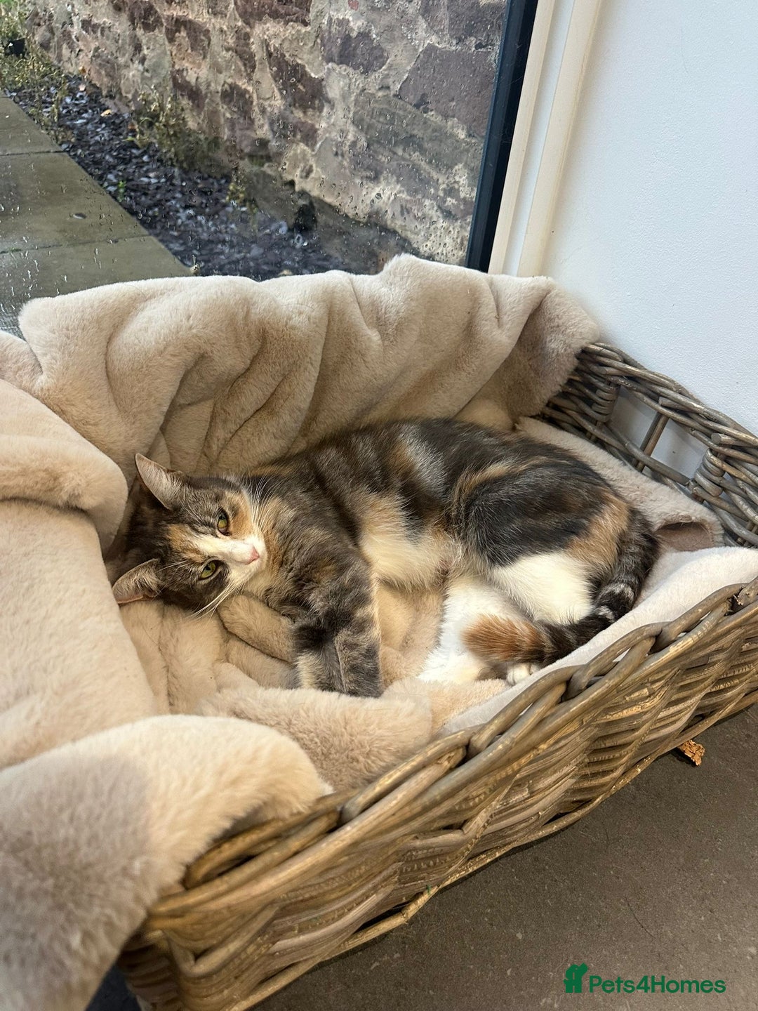 Mixed Breed cats for sale: Beautiful bundles of fun - Image 7