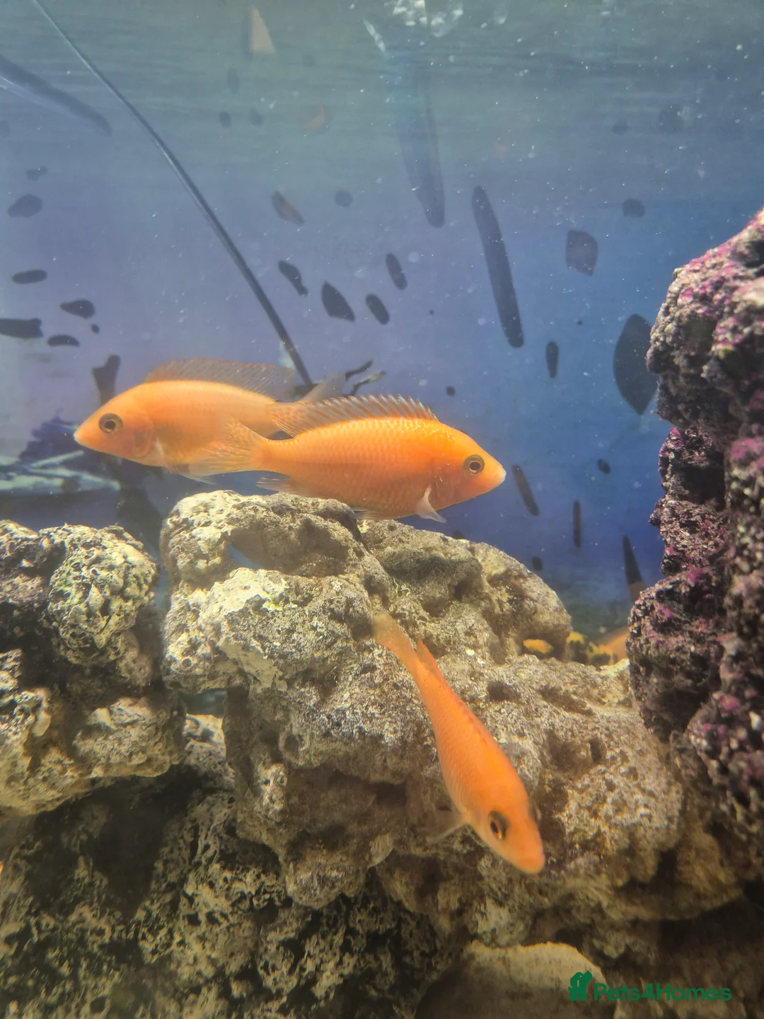 Cichlids fish for sale: African cichlids  - Advert 2