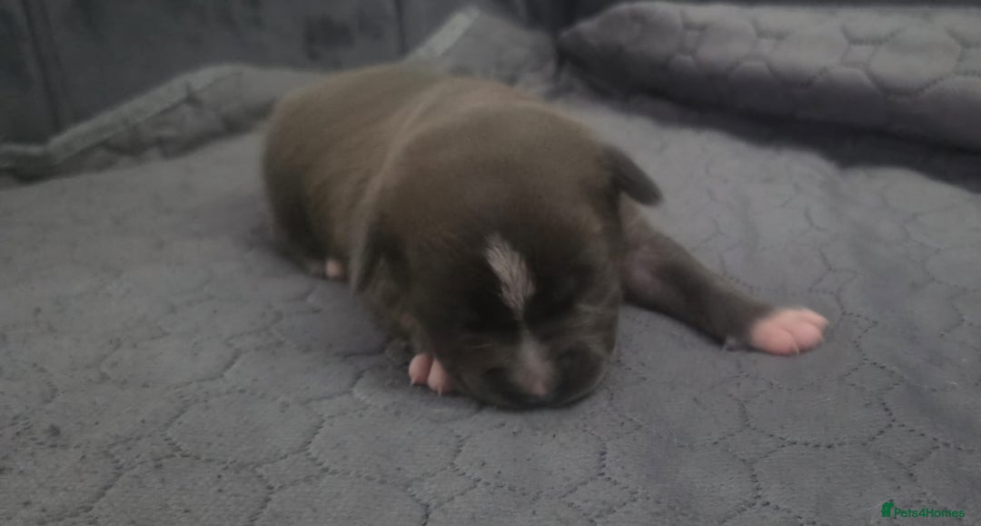 Staffordshire Bull Terrier dogs for sale: 5 staffordshire bull terrier puppies  - Advert 6