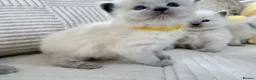 Ragdoll cats for sale: Blue Point Ragdoll Kittens for sale - Advert 11