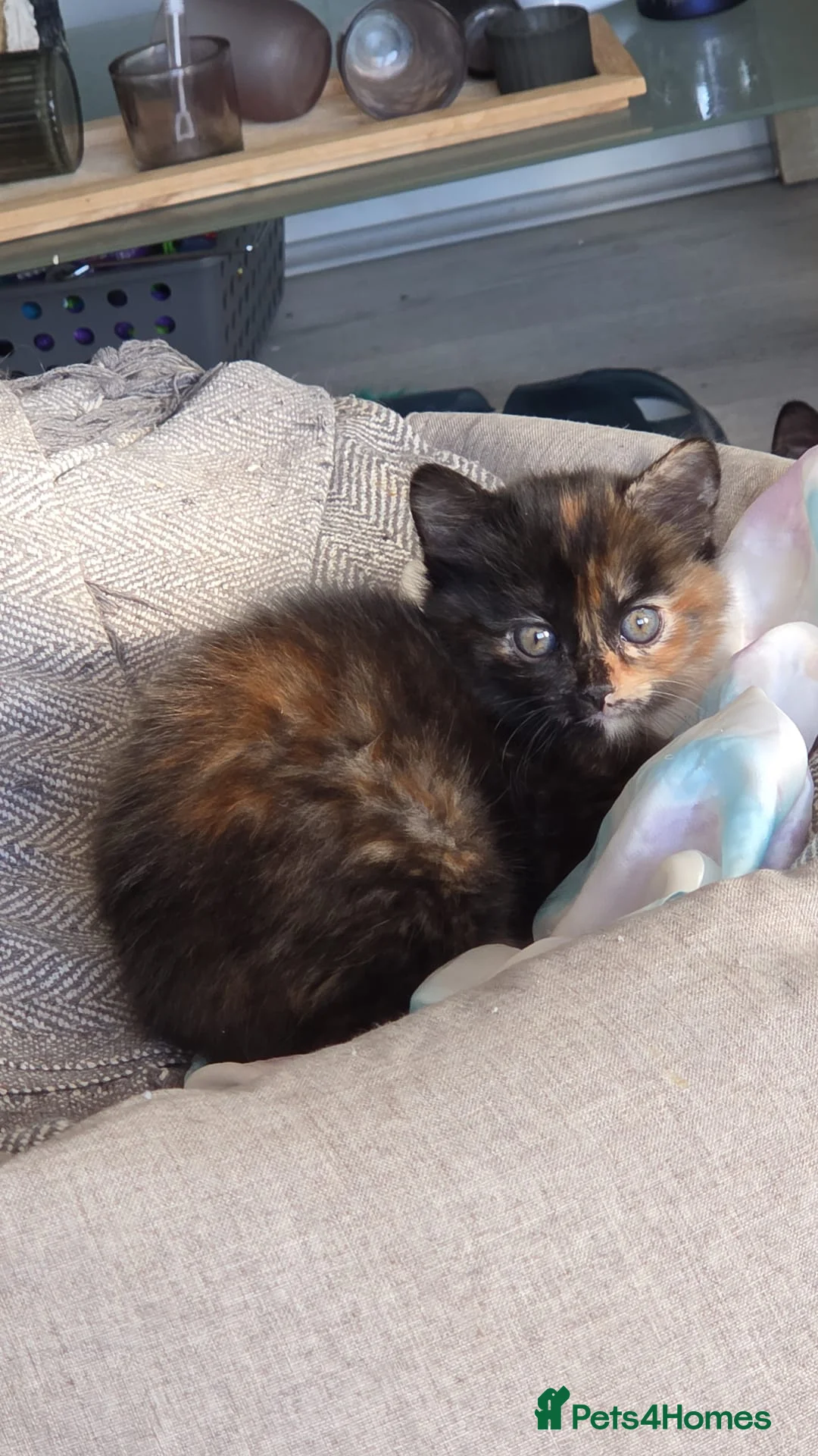 Mixed Breed cats for sale: 3 kittens looking for loving homes in Wareham - Advert 2