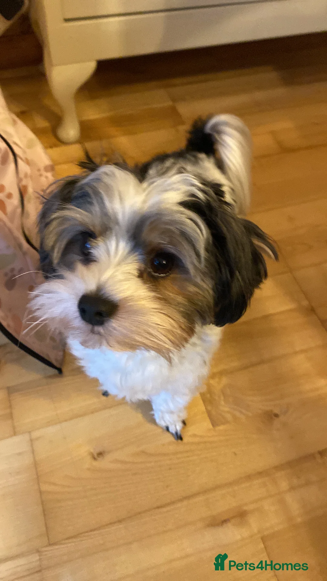 Biewer Terrier dogs for stud: Biewer stud dog ebbw vale  in Ebbw Vale - Advert 2