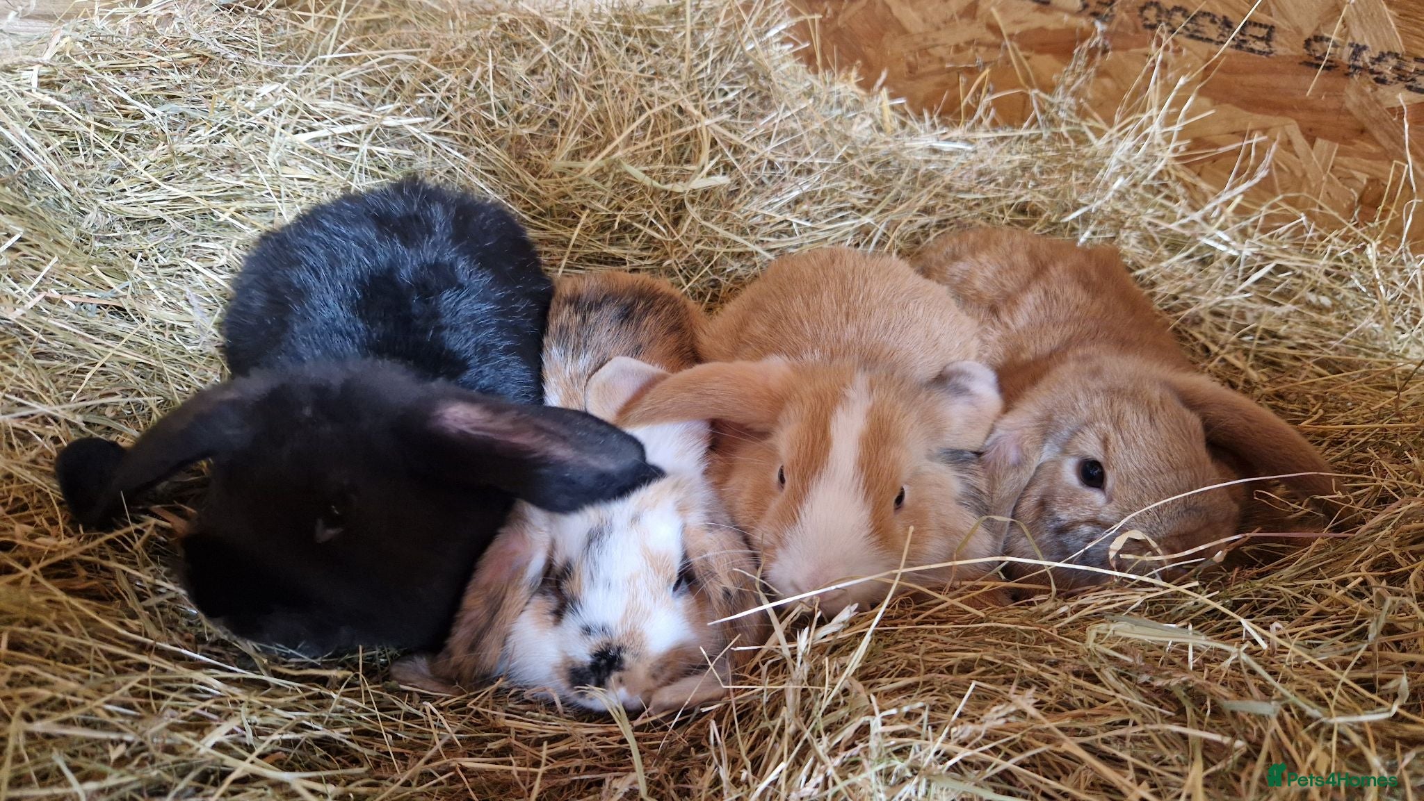 Mini Lop rabbits 4 gorgeous mini lop rabbits for sale - Advert 1
