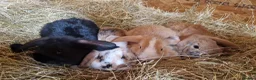 Mini Lop rabbits for sale: 4 gorgeous mini lop rabbits for sale - Advert 1