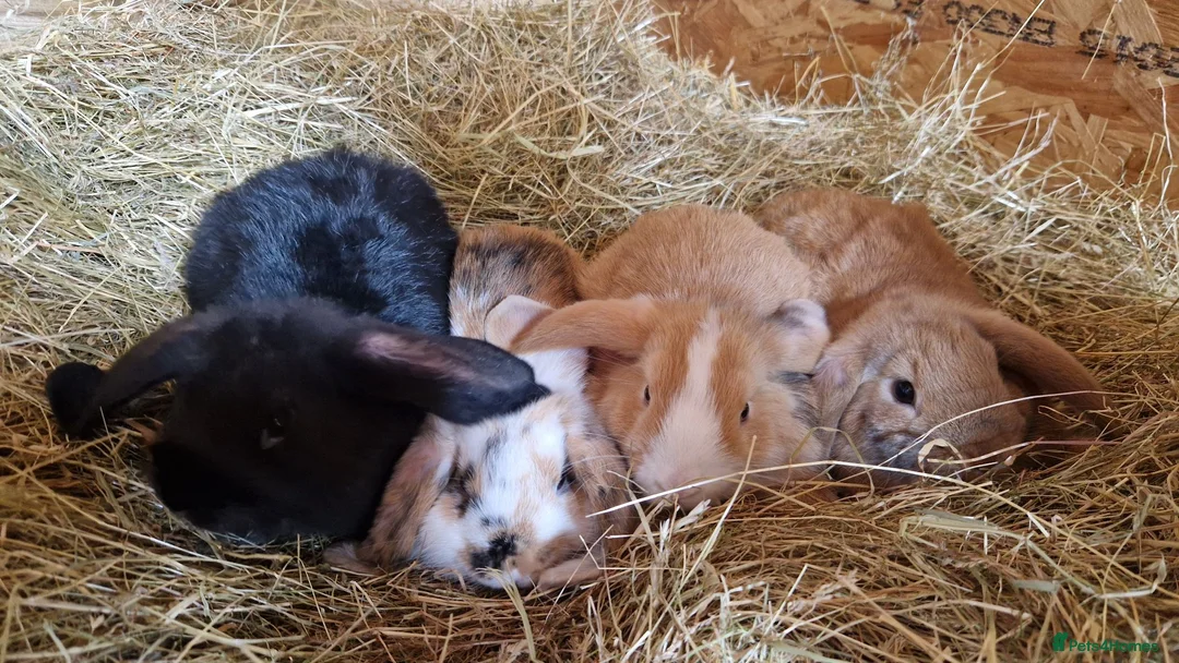 Mini Lop rabbits for sale: 4 gorgeous mini lop rabbits for sale - Advert 1