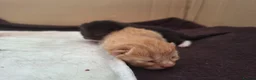 Mixed Breed cats for sale: Rare Ginger Female  in Bracknell - Advert 7