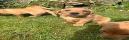 Labrador Retriever dogs for sale: KC Reg Fox Red Labrador Puppies - Advert 6