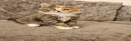 Maine Coon cats for sale: Mainecoon × Siberian  - Advert 9