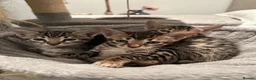 Bengal cats for sale: Bengal X Savannah kittens  in Feltham - Advert 9