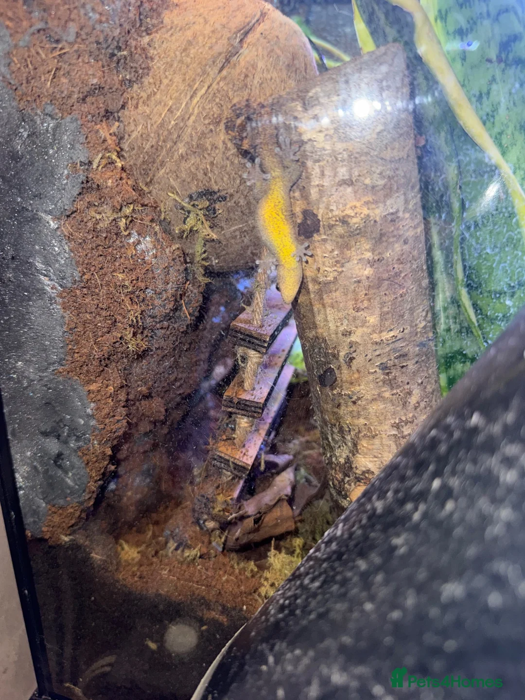 Gecko reptiles for sale: Mourning geckos for sals - Advert 3