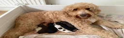 Australian Labradoodle dogs for sale: Australian labradoodle puppy Medium - Advert 10